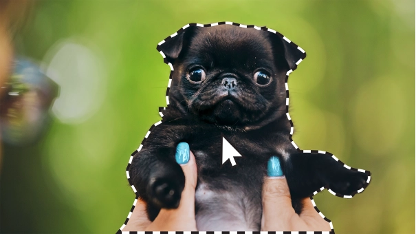 Adobe Photoshop + Premiere Elements 2021 | Windows | Multilanguage | Student & Teacher edition